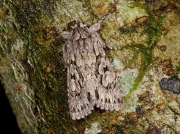 2243 Early Grey (Xylocampa areola)