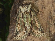 2245 Green-brindled Crescent (Allophyes oxyacanthae)