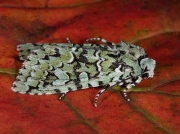 2247 Merveille du Jour (Dichonia aprilina)