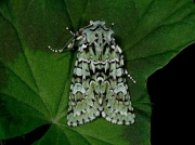2247 Merveille du Jour (Dichonia aprilina)