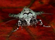 2247 Merveille du Jour (Dichonia aprilina)