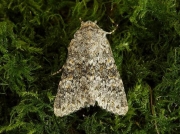 2252 Large Ranunculus (Polymixis flavicincta)