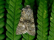 2253 Black-banded (Polymixis xanthomista)