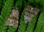 2253 Black-banded (Polymixis xanthomista)