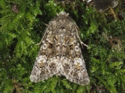 2255 Feathered Ranunculus (Polymixis lichenea)