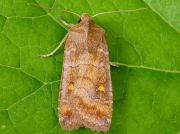 2256 The Satellite (Eupsilia transversa)