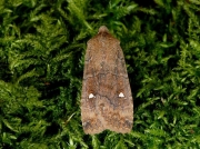 2256 The Satellite (Eupsilia transversa)