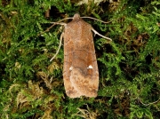 2256 The Satellite (Eupsilia transversa)