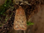 2258 The Chestnut (Conistra vaccinii)