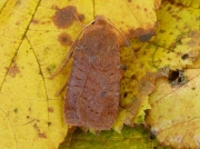 2258 The Chestnut (Conistra vaccinii)
