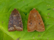 2258 The Chestnut (Conistra vaccinii)
