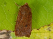 2259 Dark Chestnut (Conistra ligula)