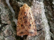 2260 Dotted Chestnut (Conistra rubiginea)