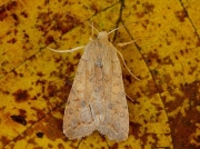 2262 The Brick (Agrochola circellaris)