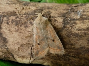 2263 Red-line Quaker (Agrochola lota)