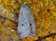 2263 Red-line Quaker (Agrochola lota)