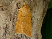 2264 Yellow-line Quaker (Agrochola macilenta)