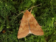 2265 Flounced Chestnut (Agrochola helvola)