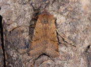 2267 Beaded Chestnut (Agrochola lychnidis)