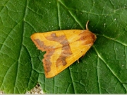 2269 Centre-barred Sallow (Atethmia centrago)