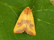 2269 Centre-barred Sallow (Atethmia centrago)