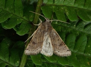 2270 Lunar Underwing (Omphaloscelis lunosa)