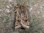 2270 Lunar Underwing (Omphaloscelis lunosa)