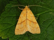 2271 Orange Sallow (Xanthia citrago)