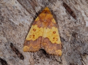 2272 Barred Sallow (Xanthia aurago)