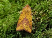 2273 Pink-barred Sallow (Xanthia togata)