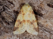 2274 The Sallow (Xanthia icteritia)