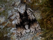 2281 Alder Moth (Acronicta alni)
