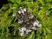 2291 The Coronet (Craniophora ligustri)