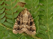 2297 Copper Underwing (Amphipyra pyramidea)