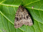 2298 Svensson's Copper Underwing (Amphipyra berbera)
