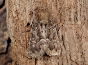2303 Straw Underwing (Thalpophila matura)
