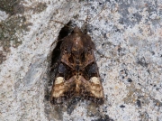 2305 Small Angle Shades (Euplexia lucipara)