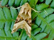 2306 Angle Shades (Phlogophora meticulosa)
