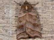 2311 Double Kidney (Ipimorpha retusa)