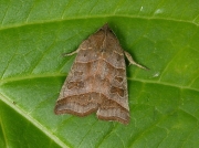 2311 Double Kidney (Ipimorpha retusa)