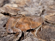 2316 Lesser-spotted Pinion (Cosmia affinis)