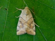 2318 The Dun-bar (Cosmia trapezina)