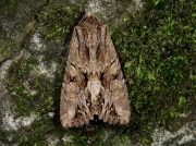 2321 Dark Arches (Apamea monoglypha)