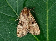 2327 Clouded Brindle (Apamea epomidion)