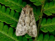 2330 Dusky Brocade (Apamea remissa)