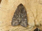 2330 Dusky Brocade (Apamea remissa)
