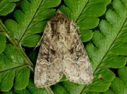 2331 Small Clouded Brindle (Apamea unanimis)