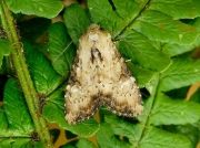 2335 Slender Brindle (Apamea scolopacina)