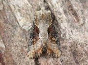 2336 Double Lobed (Apamea ophiogramma)