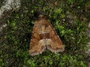 2340 Middle-barred Minor (Oligia fasciuncula)